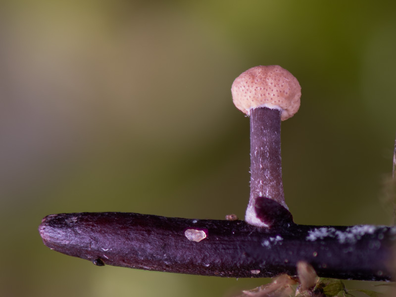 Claviceps purpurea